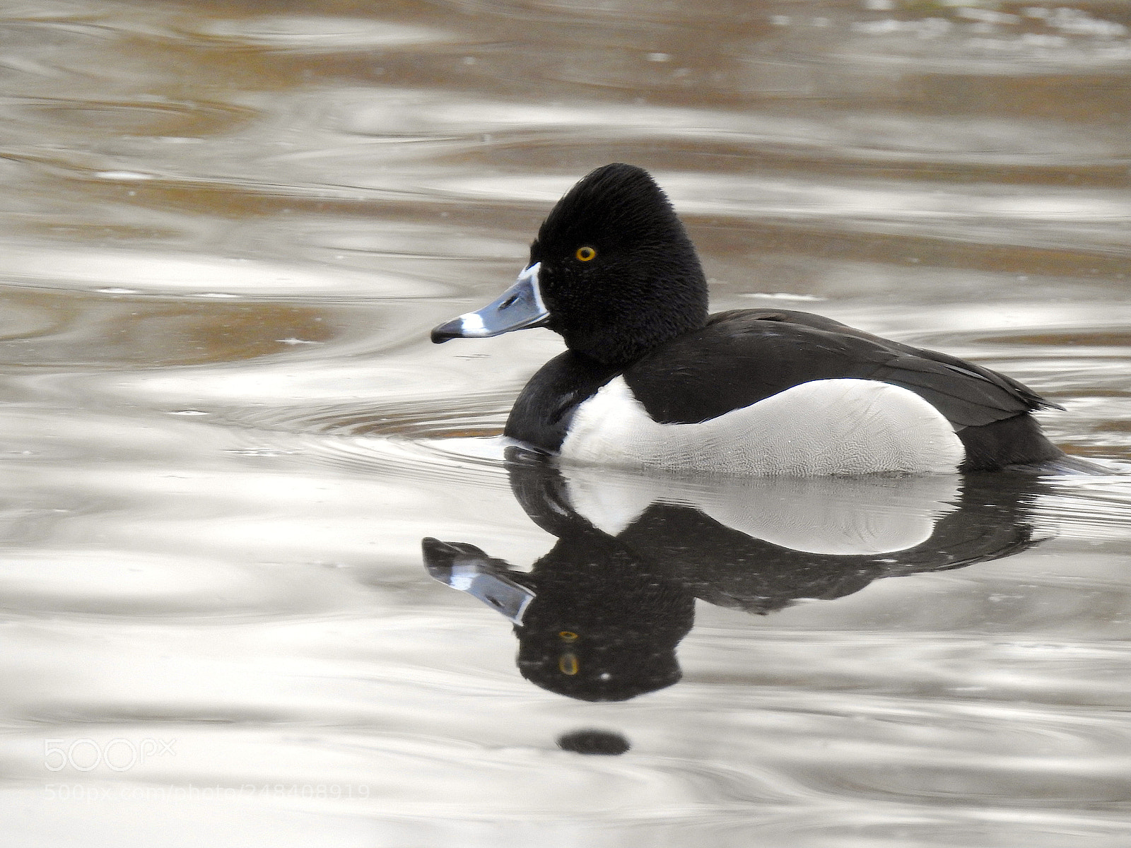 Nikon Coolpix P900 sample photo. Ringed-necked duck photography
