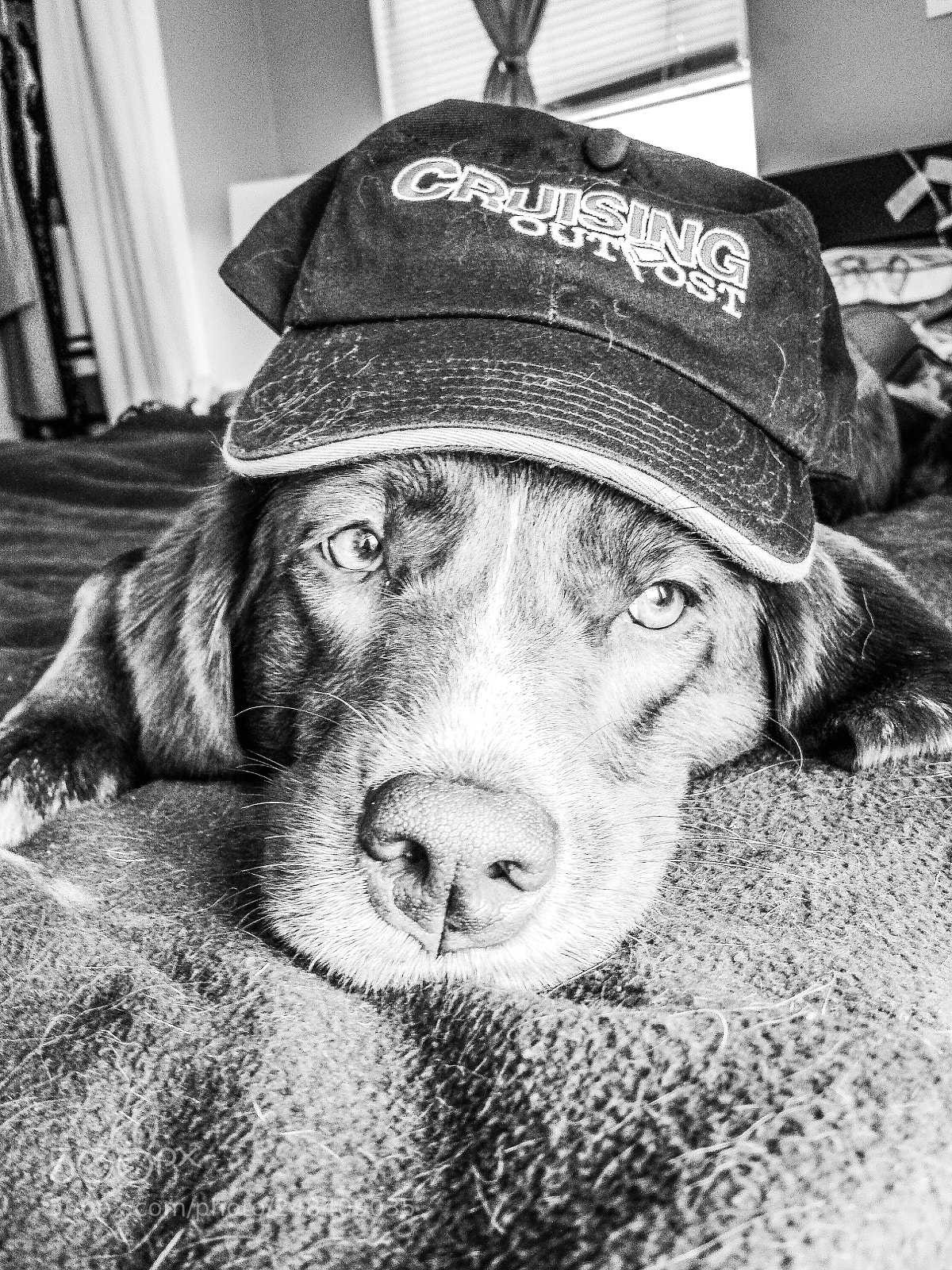 Samsung Galaxy S4 sample photo. Outpost puppy photography