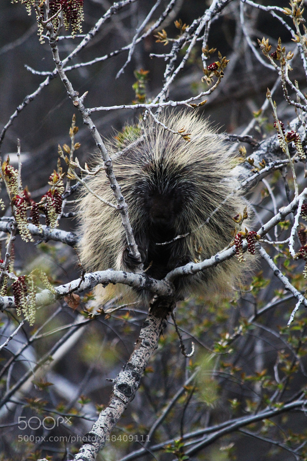 Canon EOS 1200D (EOS Rebel T5 / EOS Kiss X70 / EOS Hi) sample photo. North american porcupine photography