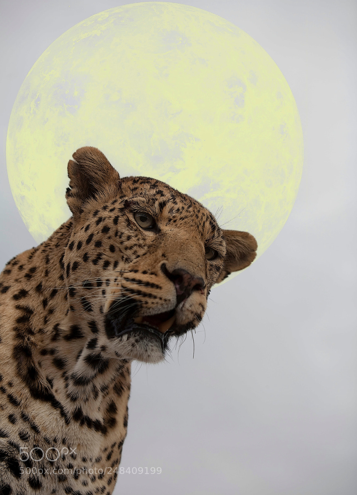 Canon EOS 5D sample photo. Moon raker photography