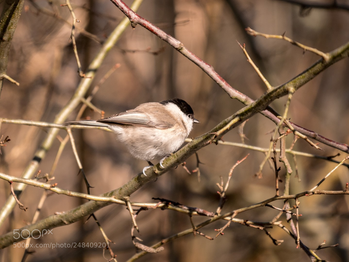 Panasonic Lumix DMC-GX85 (Lumix DMC-GX80 / Lumix DMC-GX7 Mark II) sample photo. Parus palustris photography