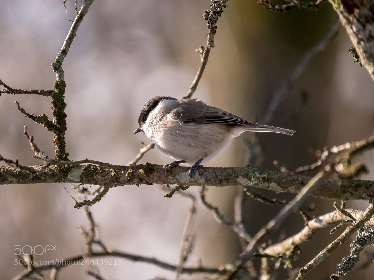 Panasonic Lumix DMC-GX85 (Lumix DMC-GX80 / Lumix DMC-GX7 Mark II) sample photo. Parus palustris photography