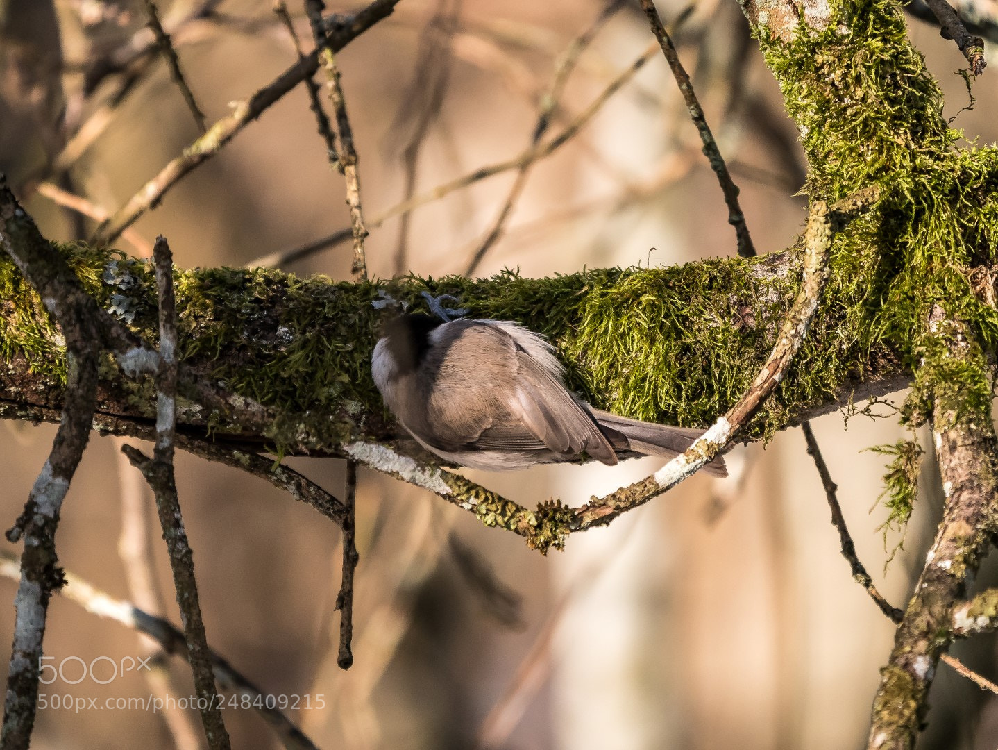 Panasonic Lumix DMC-GX85 (Lumix DMC-GX80 / Lumix DMC-GX7 Mark II) sample photo. Parus palustris photography