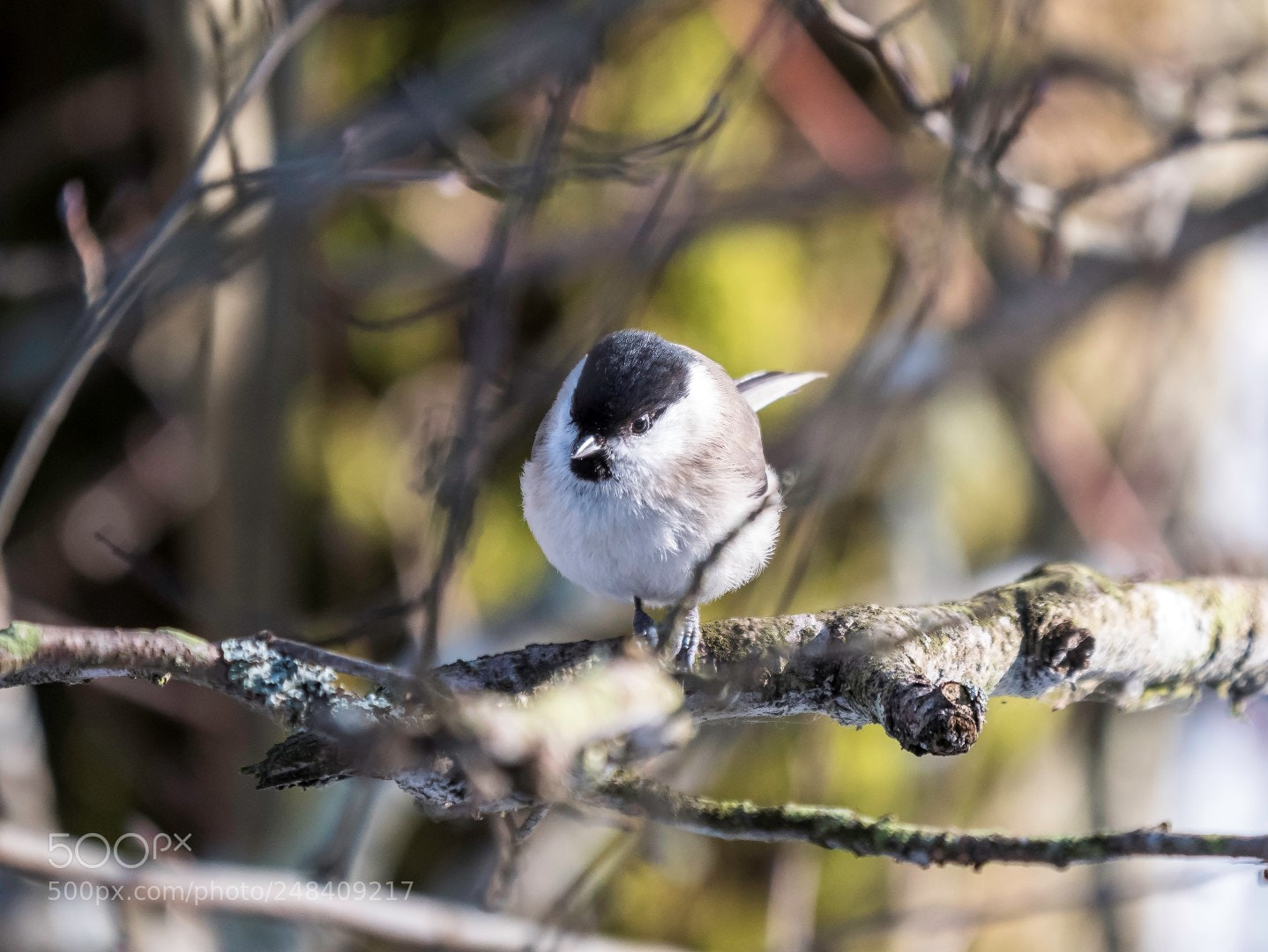 Panasonic Lumix DMC-GX85 (Lumix DMC-GX80 / Lumix DMC-GX7 Mark II) sample photo. Parus palustris photography