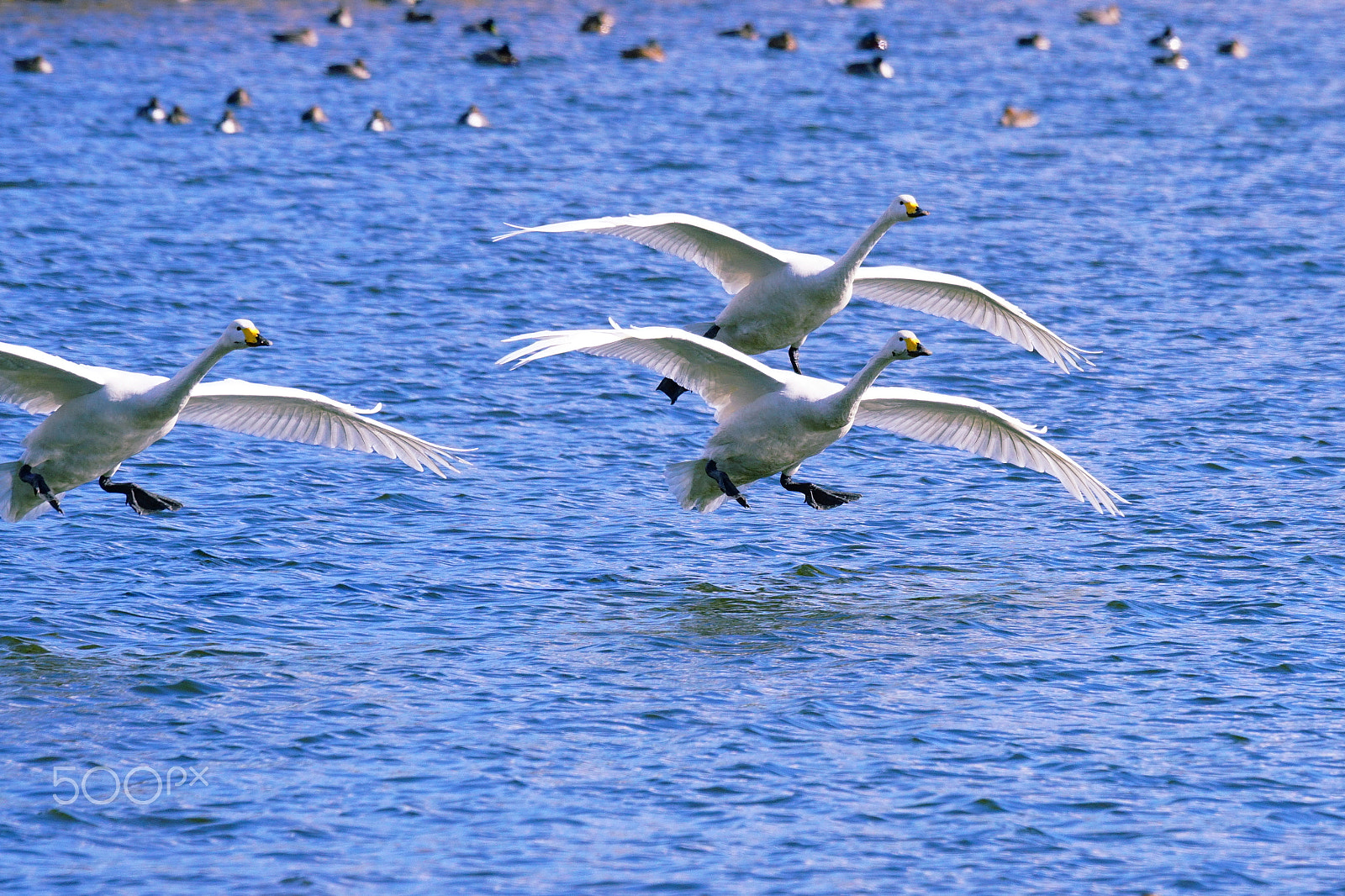 Sony ILCA-77M2 + Sony 70-400mm F4-5.6 G SSM II sample photo. (white & blue) photography