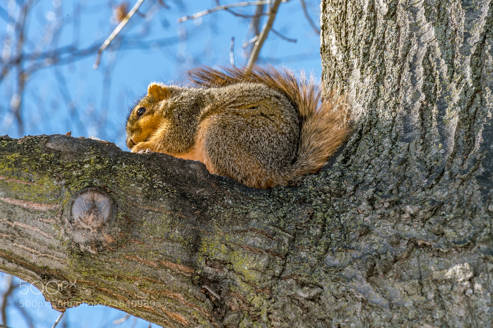 Sony a7R II sample photo. Squirrel at work photography