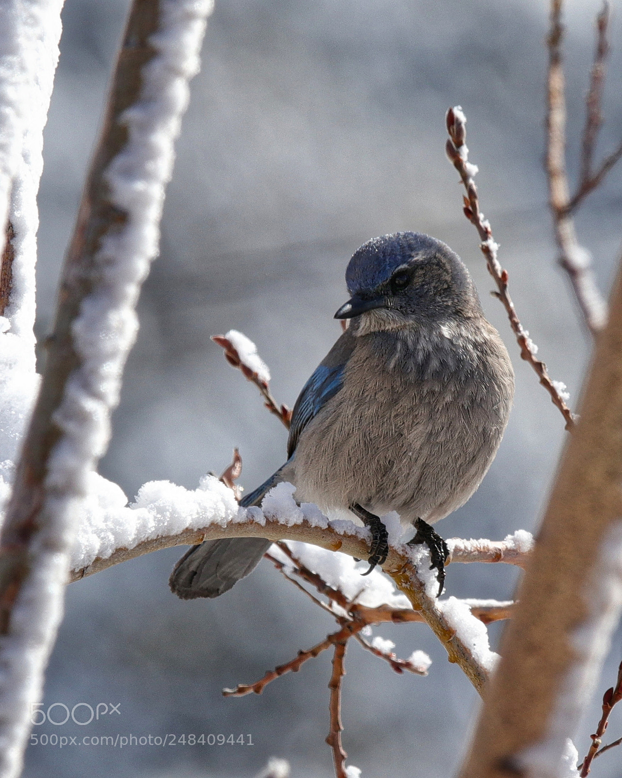 Canon EOS 80D sample photo. Scrub jay photography
