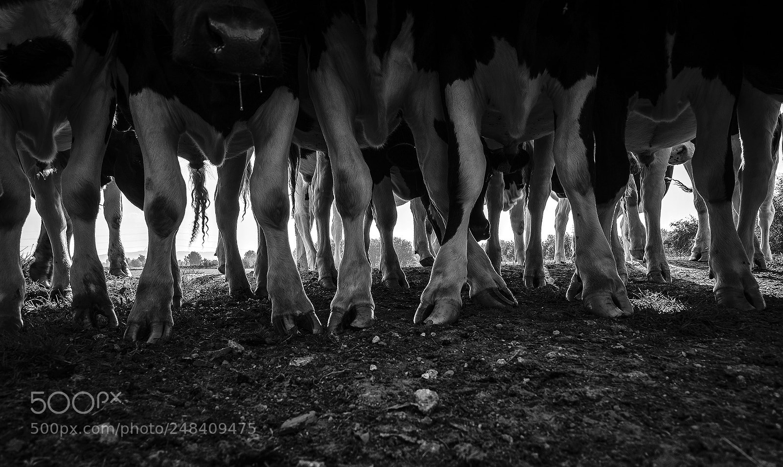 Nikon D610 sample photo. Legs11 photography