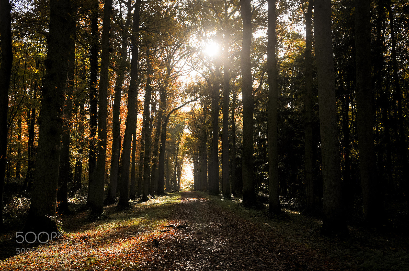 Nikon D300S sample photo. Parc d'enghien photography