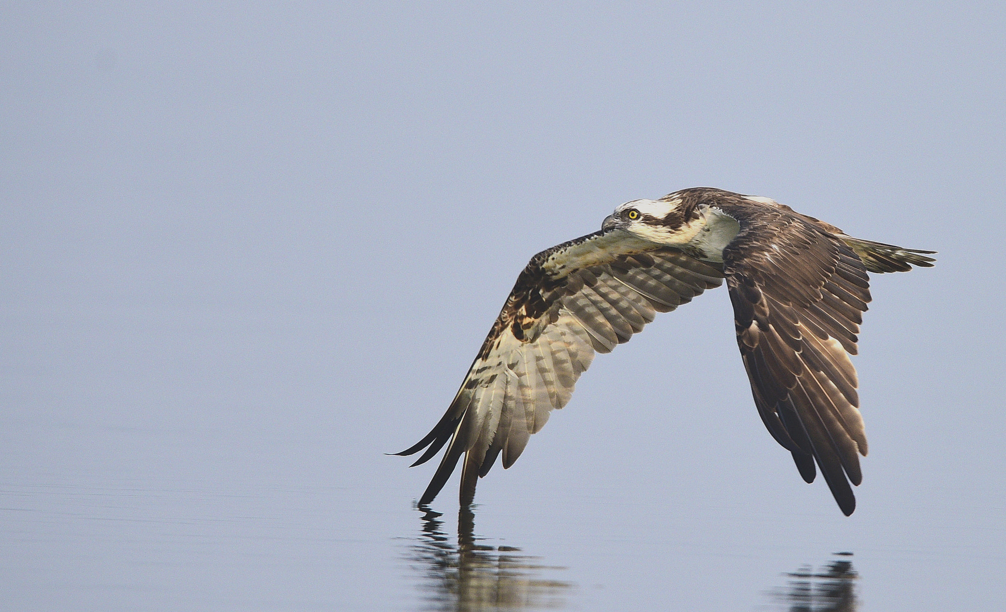 AF-S Nikkor 300mm f/2.8D IF-ED II sample photo. Dsc photography