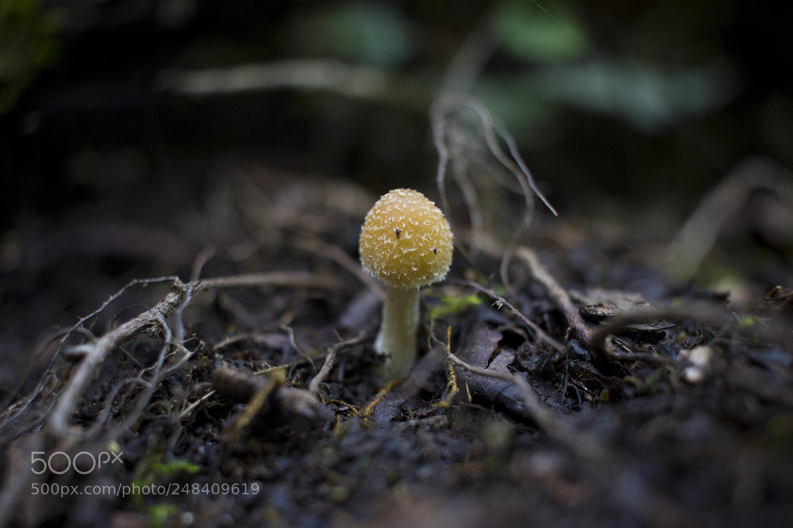 Canon EOS 600D (Rebel EOS T3i / EOS Kiss X5) sample photo. Little mushroom photography