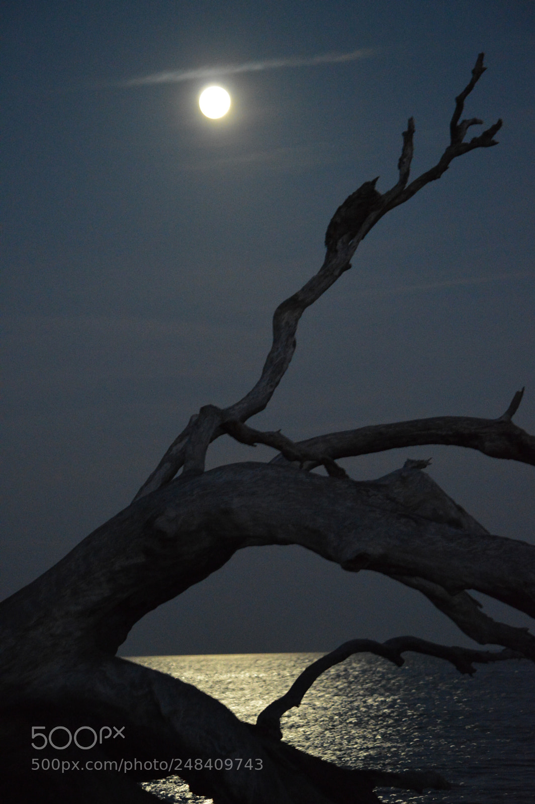 Nikon D3200 sample photo. Driftwood moon photography
