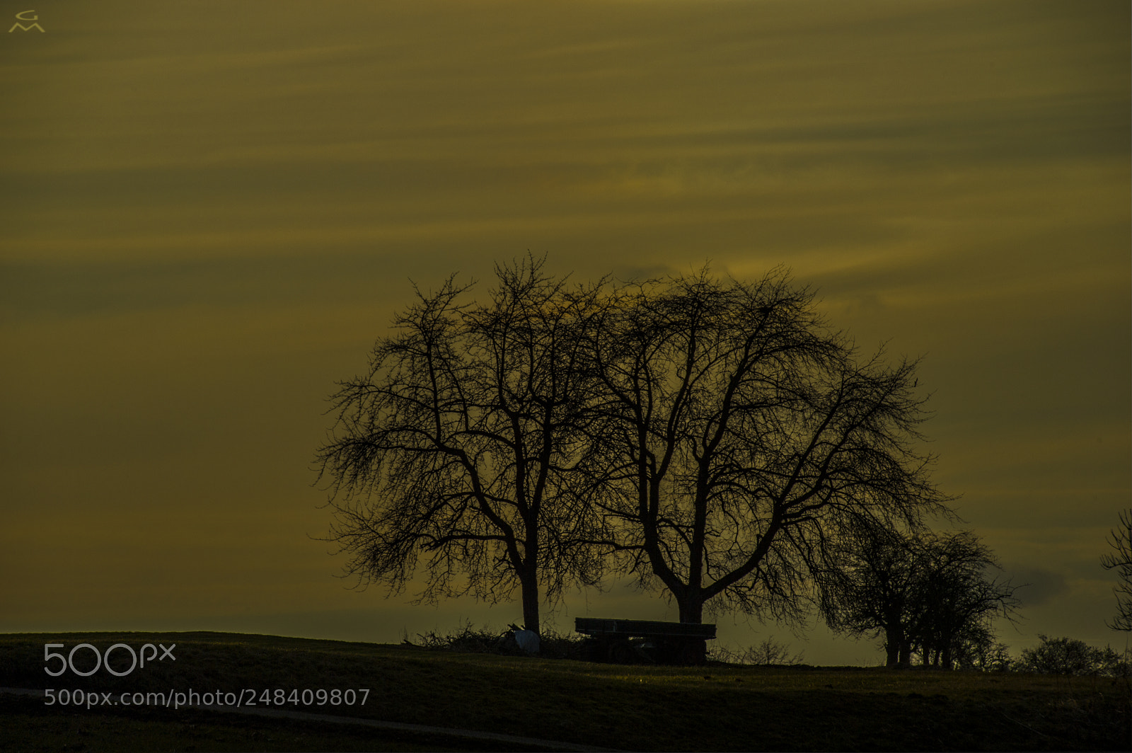 Nikon D4 sample photo. Early spring sunset trees photography