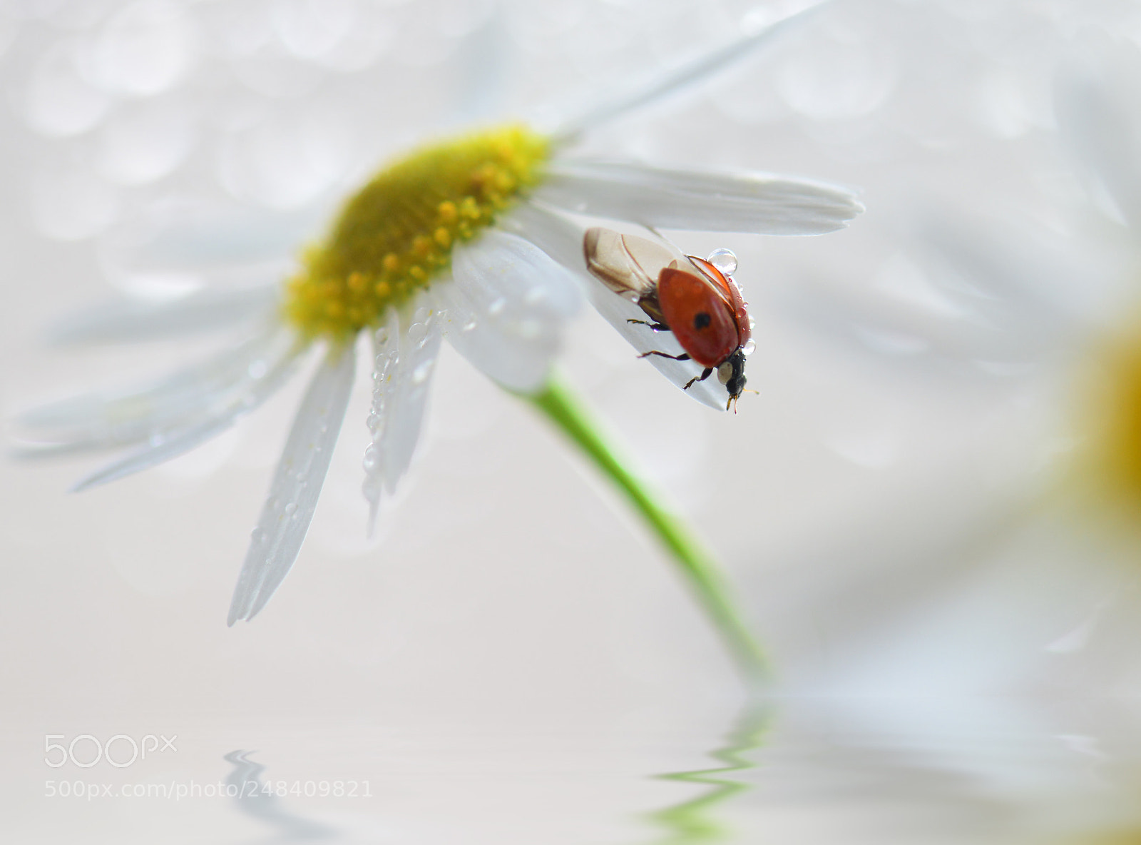 Nikon D800 sample photo. Untitled photography