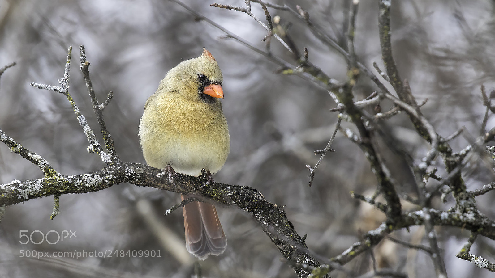 Canon EOS 7D Mark II sample photo. Sitting pretty photography