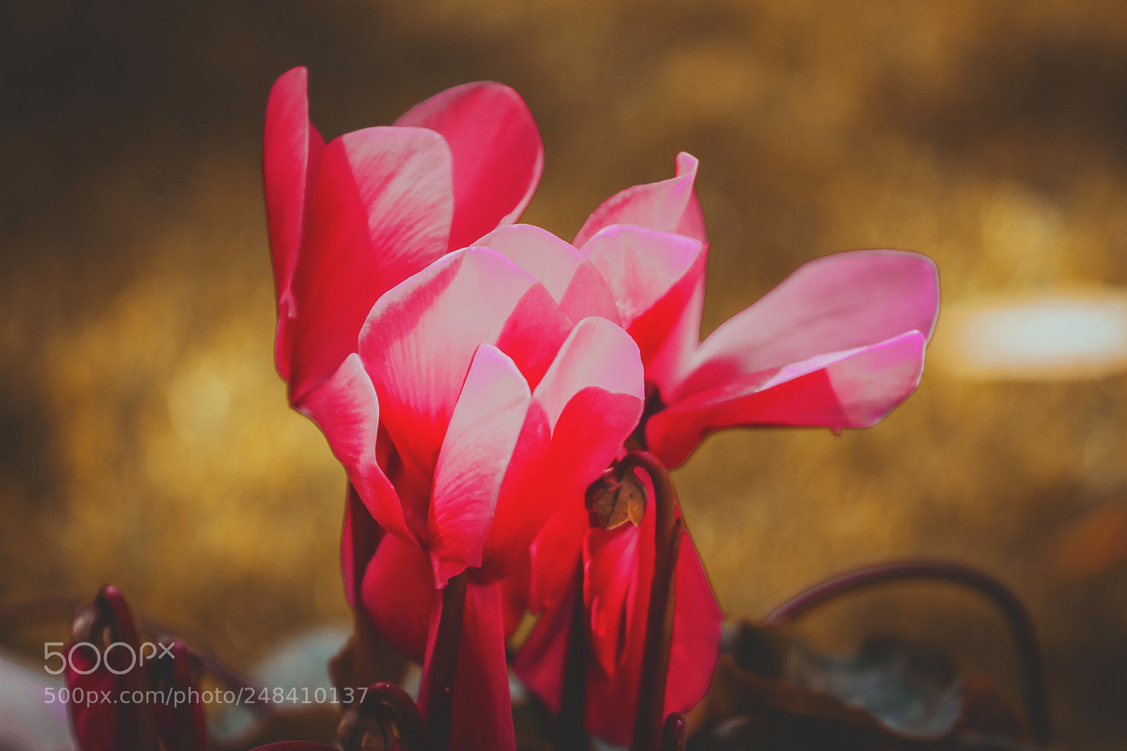 Canon EOS 7D sample photo. Flower photography