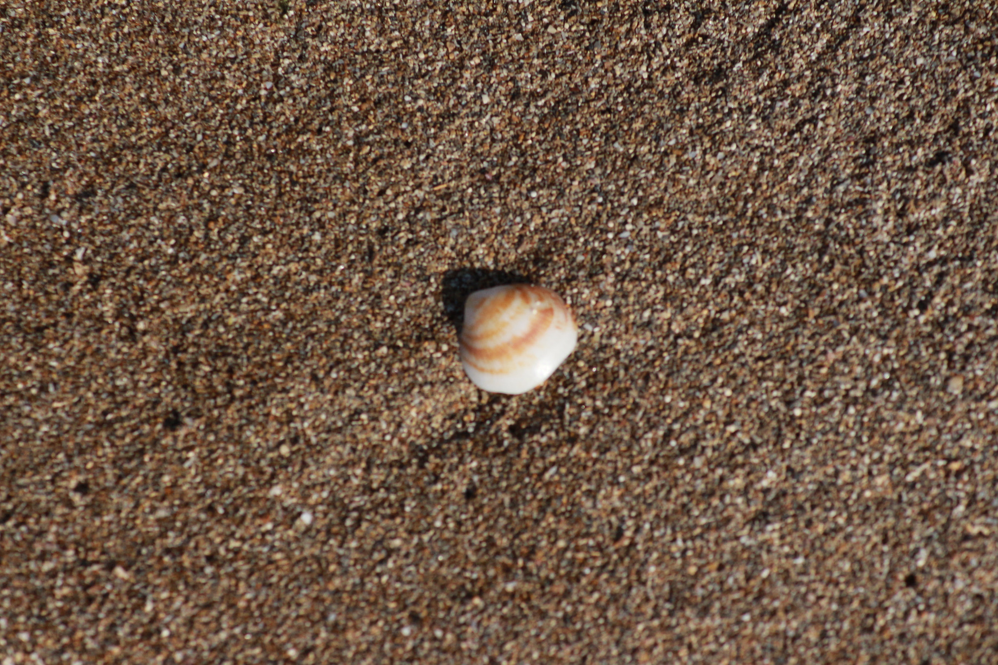 Canon EOS 700D (EOS Rebel T5i / EOS Kiss X7i) sample photo. Shell photography