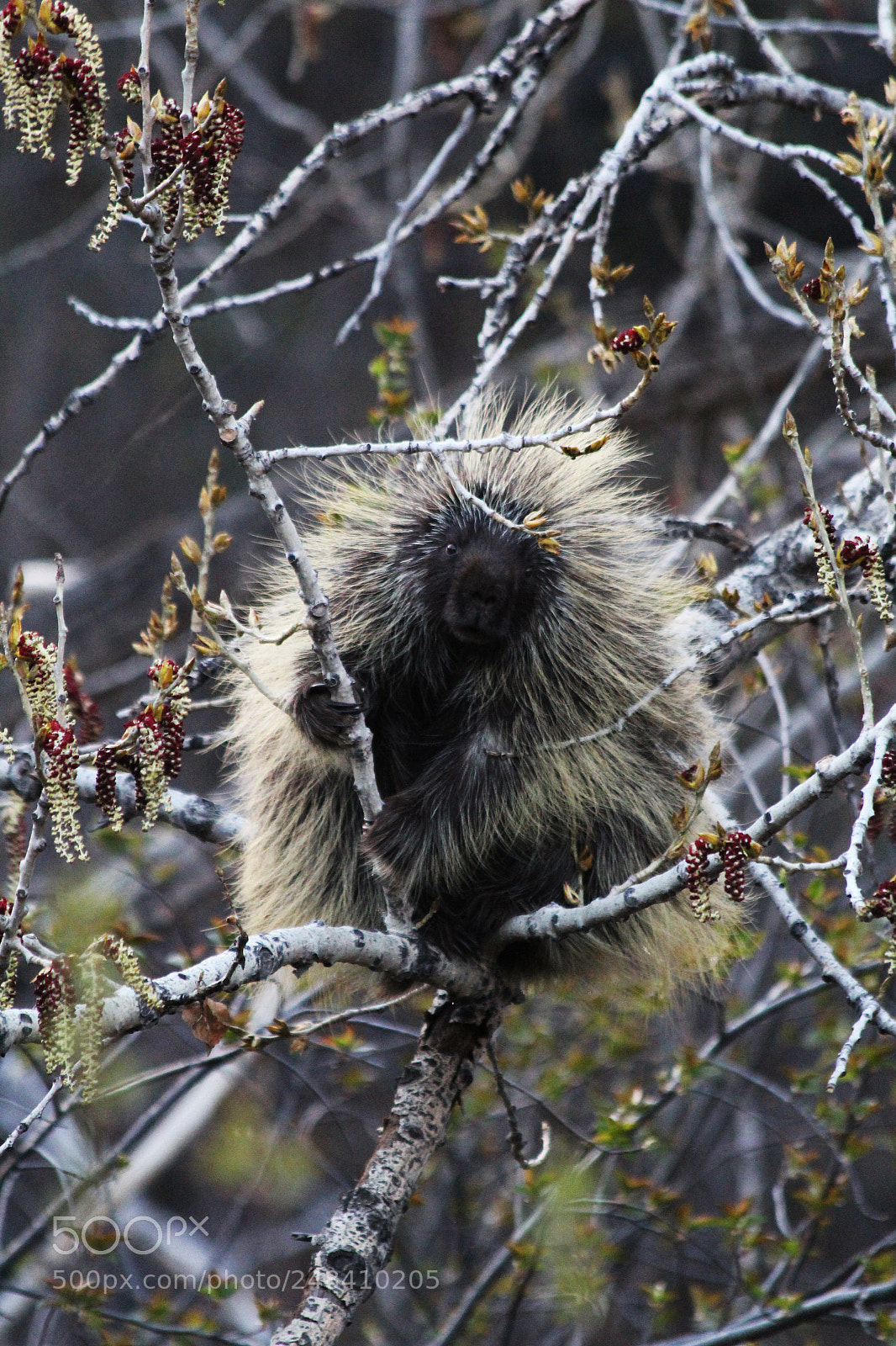 Canon EOS 1200D (EOS Rebel T5 / EOS Kiss X70 / EOS Hi) sample photo. Porcupine in spring photography
