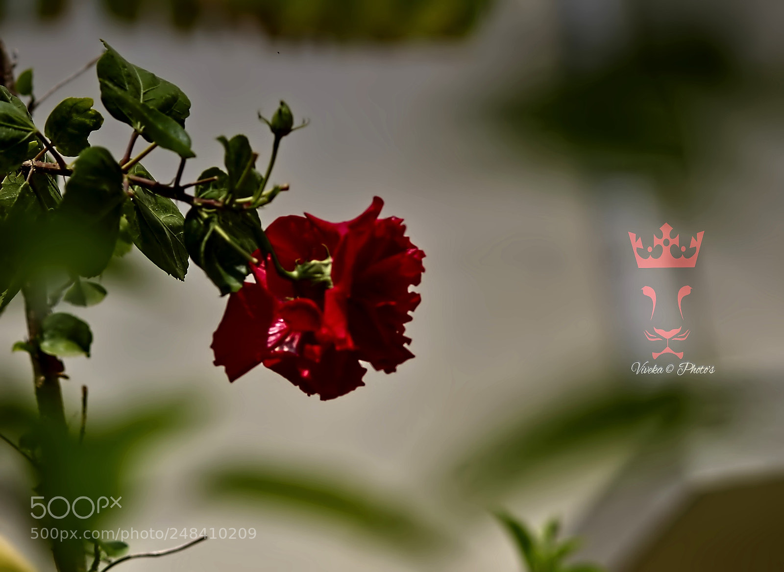Canon EOS 1300D (EOS Rebel T6 / EOS Kiss X80) sample photo. Flowers photography