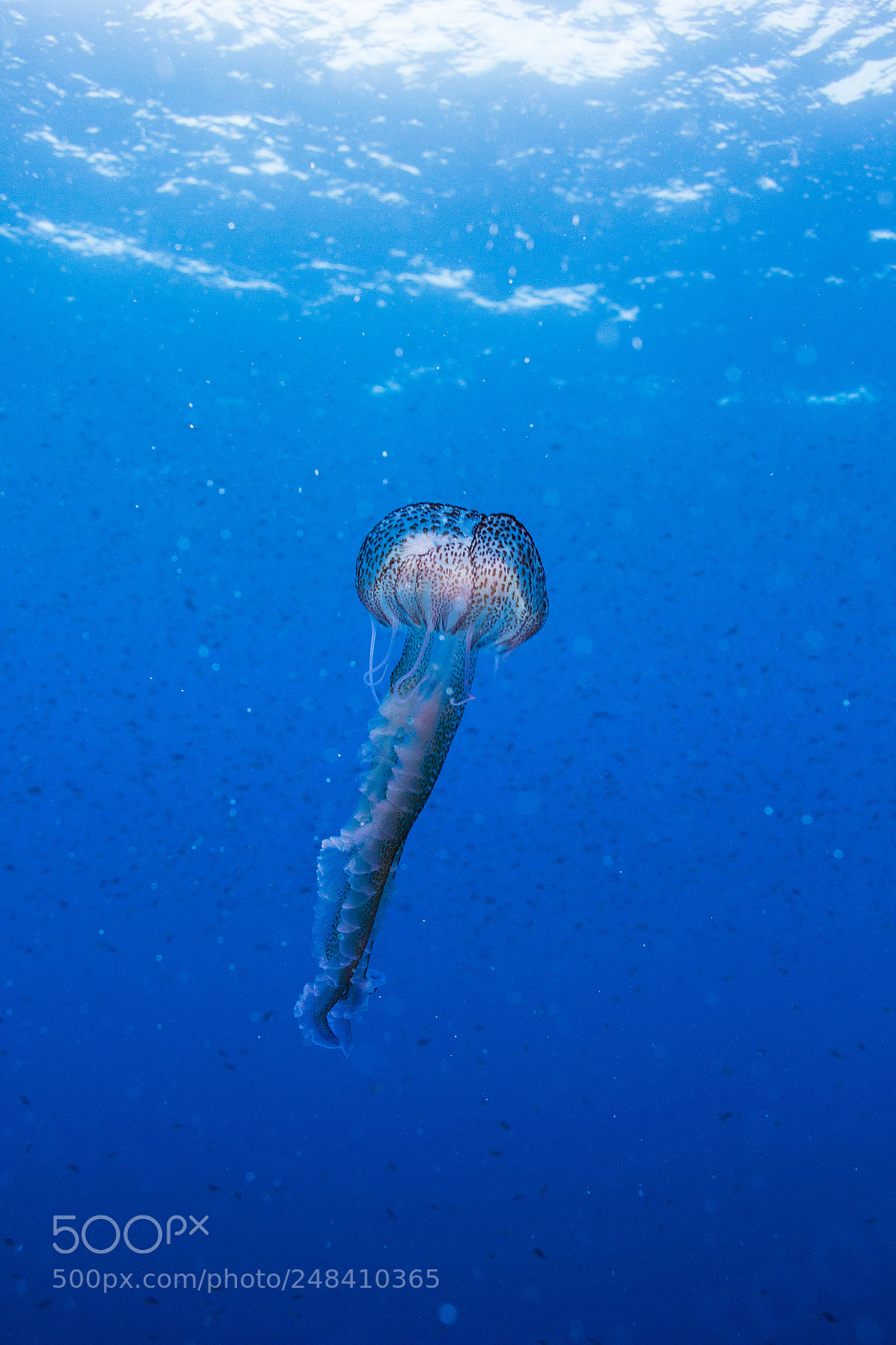 Canon EOS 100D (EOS Rebel SL1 / EOS Kiss X7) sample photo. Jelly in the blue photography