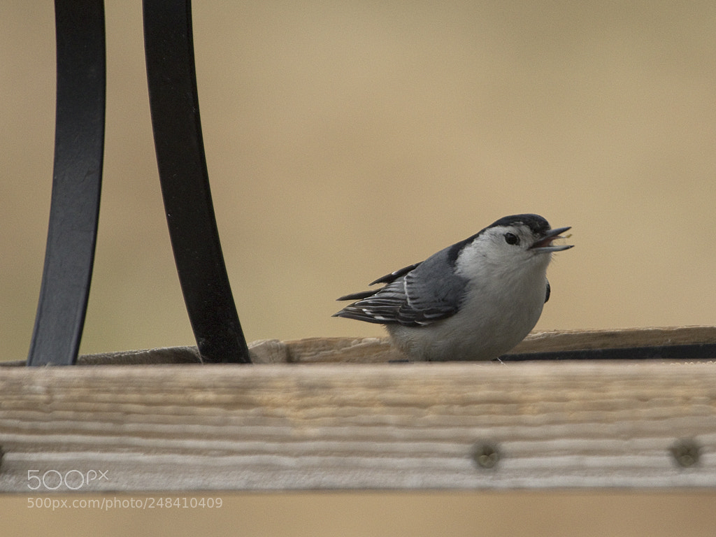 Canon EOS 7D Mark II sample photo. Nuthatch, connecticut, 2018 photography