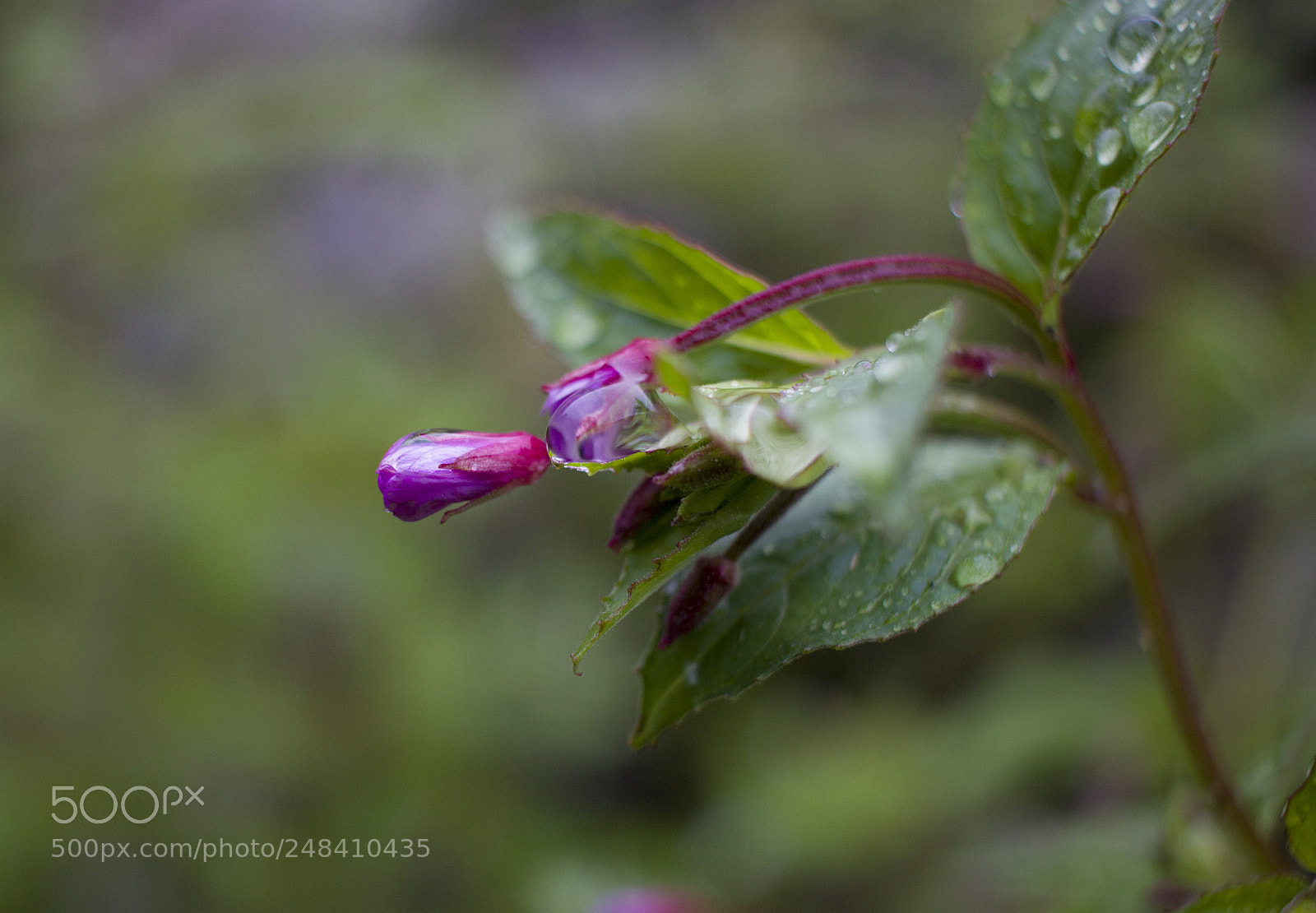 Canon EOS 600D (Rebel EOS T3i / EOS Kiss X5) sample photo. Wet bud photography