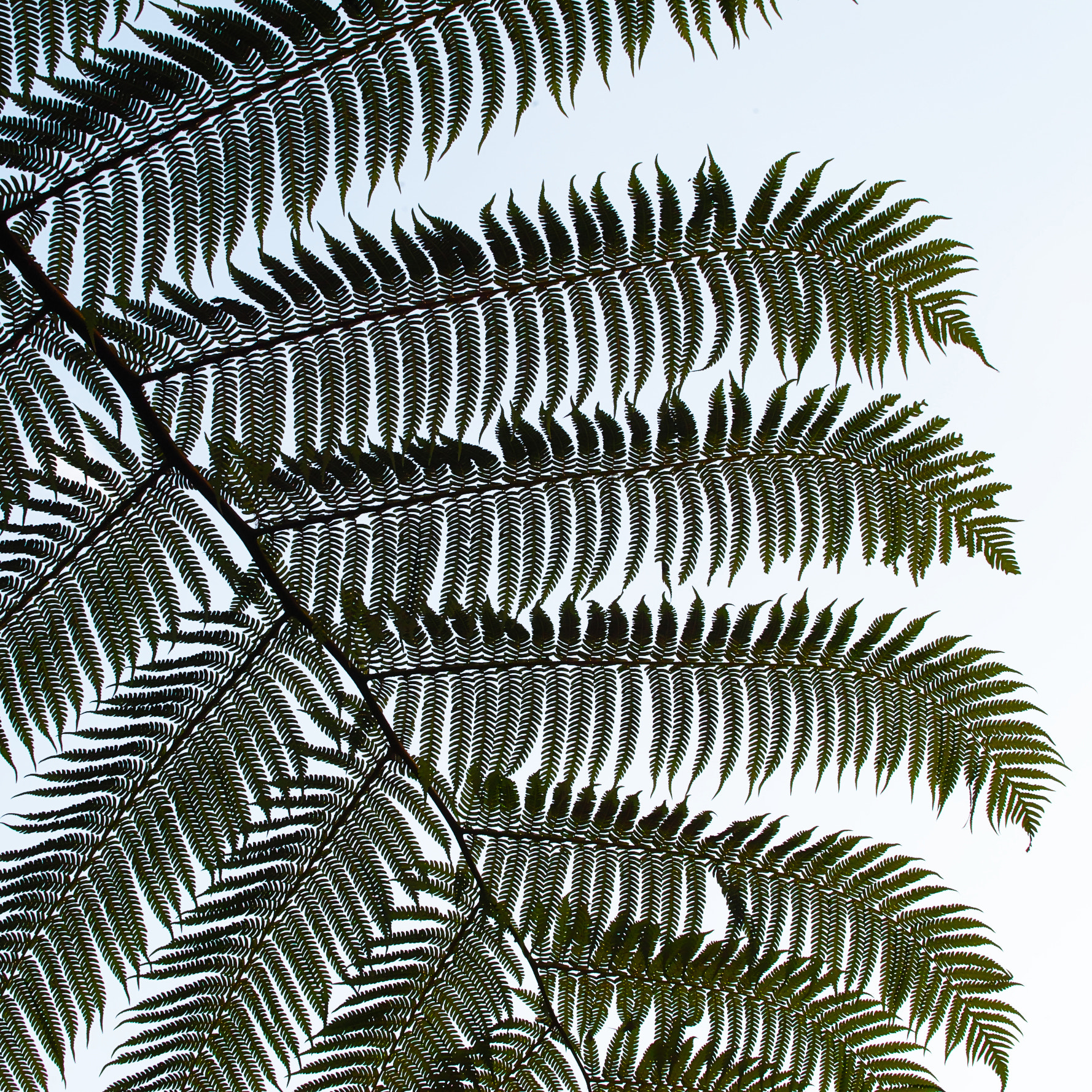 Sigma sd Quattro sample photo. Leaf photography