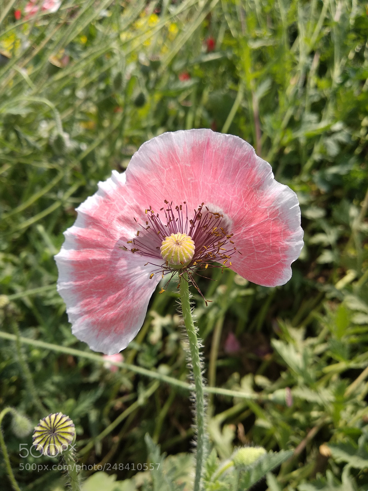 Xiaomi Mi A1 sample photo. Pink beauty photography
