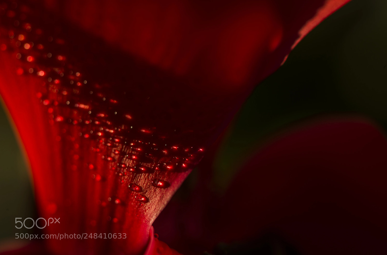 Nikon D800E sample photo. Beads photography