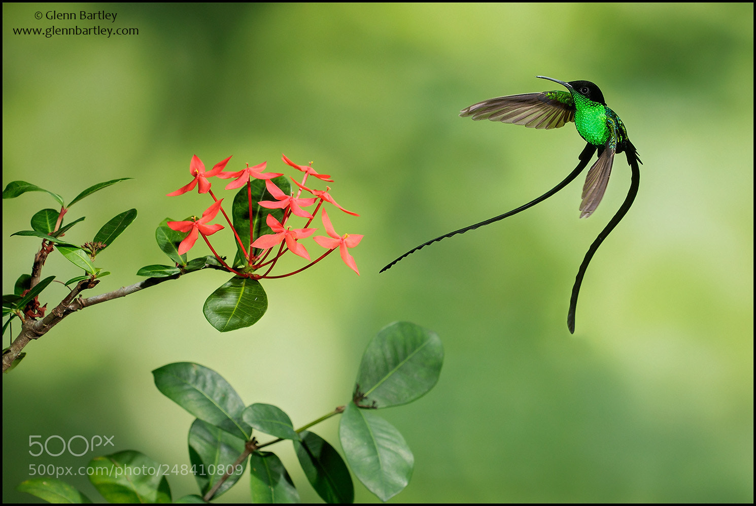 Canon EOS 7D Mark II sample photo. Black-billed streamertail trochilus polytmus photography