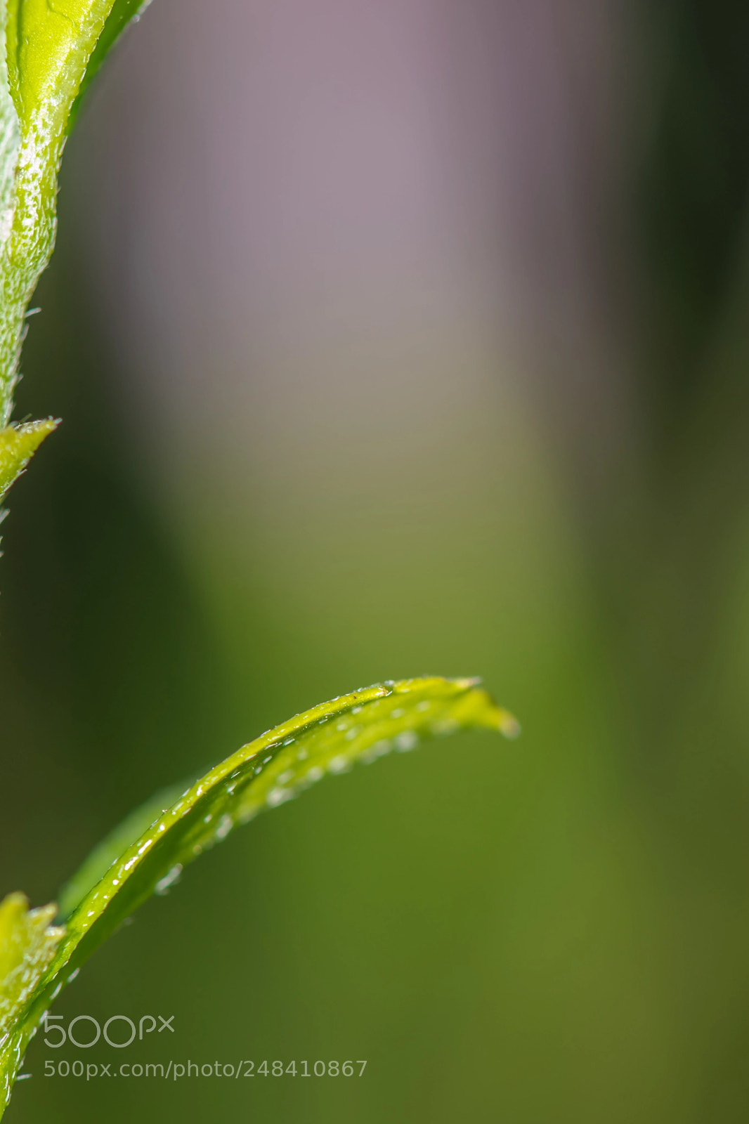 Nikon D5500 sample photo. Green leaf photography