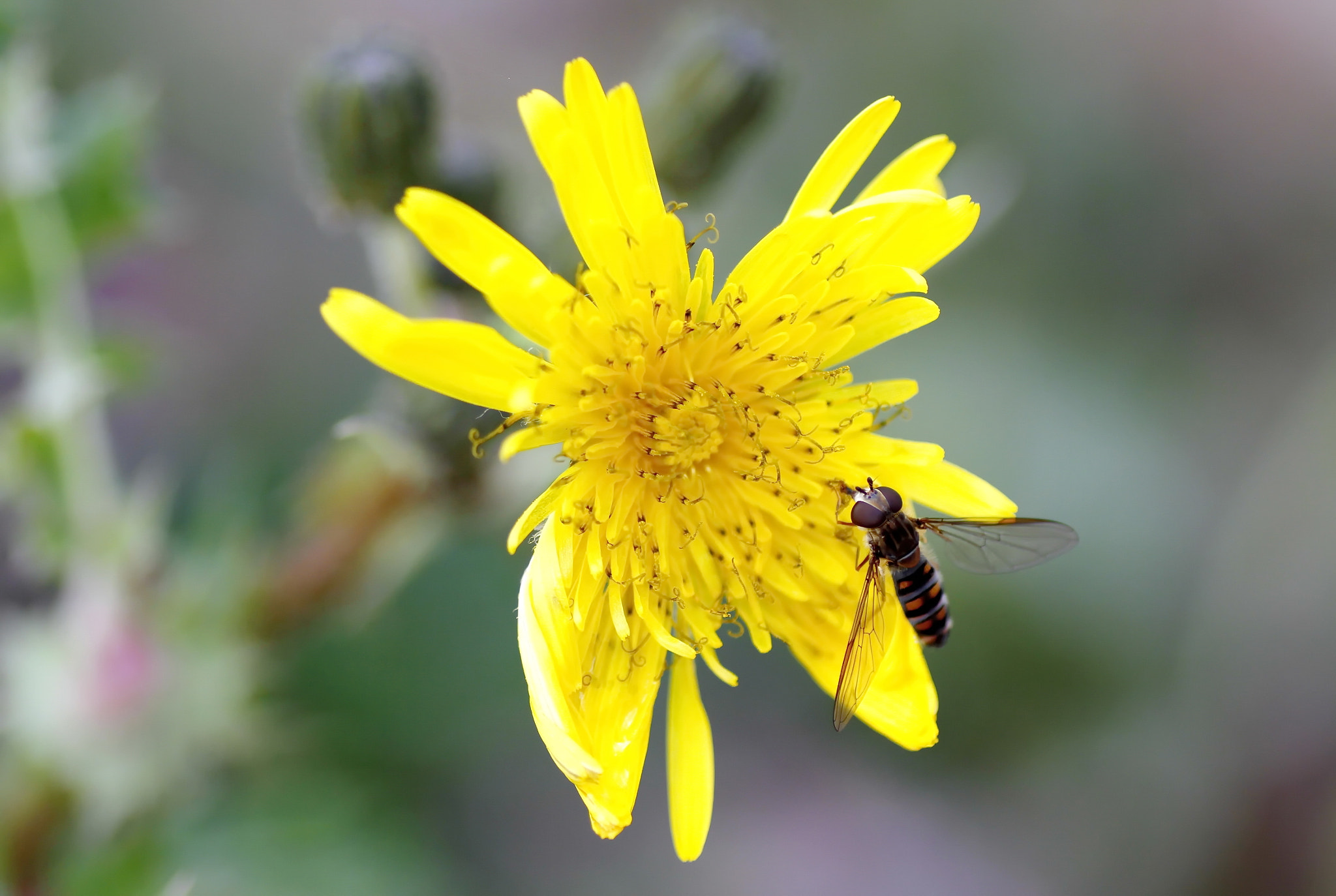 Canon EOS 7D + Tamron SP AF 90mm F2.8 Di Macro sample photo