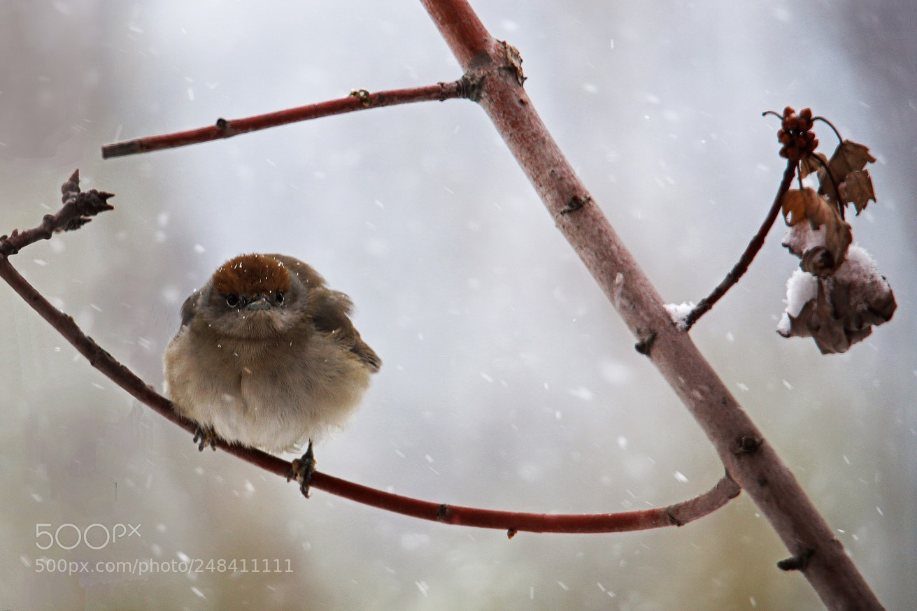 Canon EOS 6D Mark II sample photo. Snowing photography