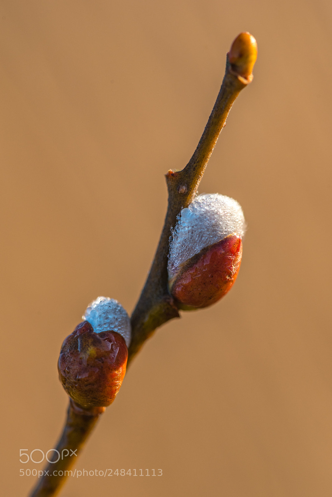 Nikon D750 sample photo. Opening buds of a photography