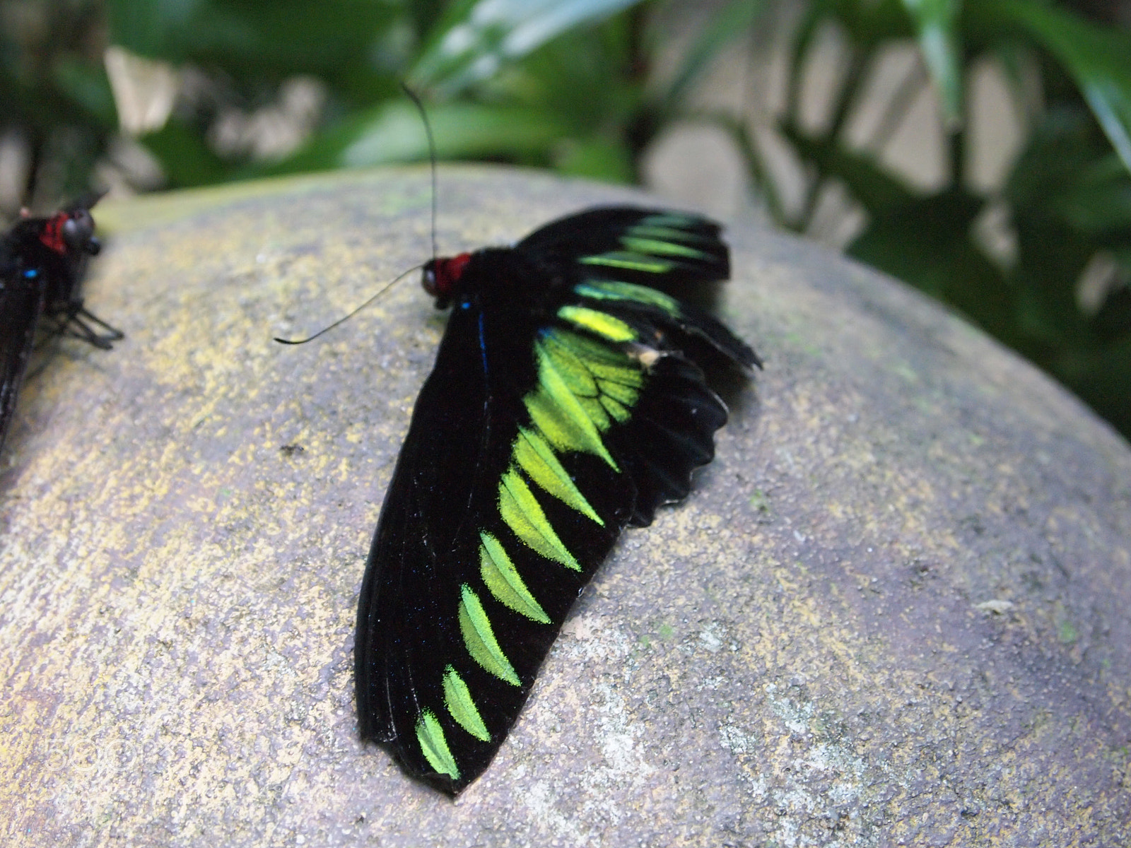 Olympus PEN E-PL1 sample photo. Natures photos photography