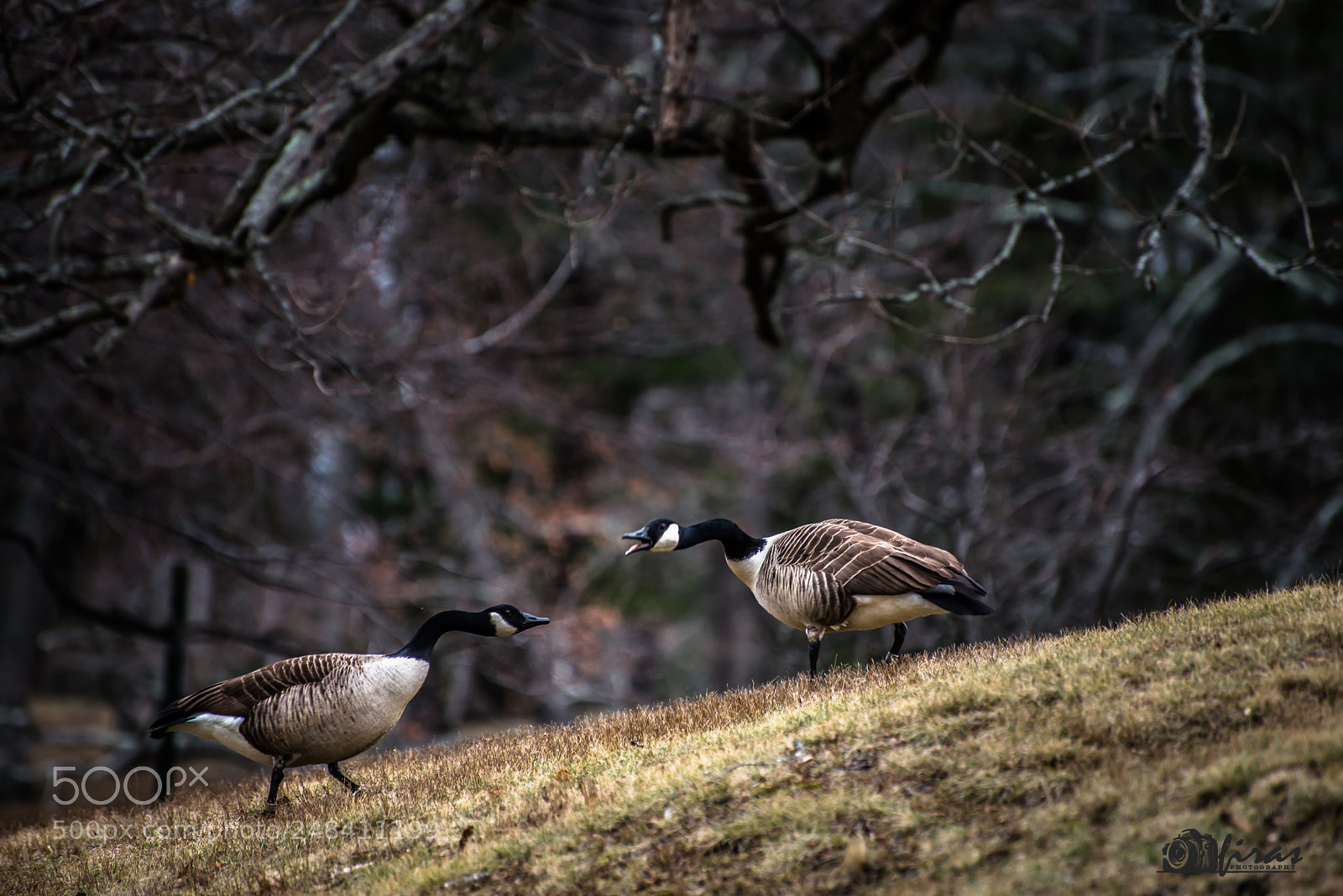 Nikon D610 sample photo. D2 photography