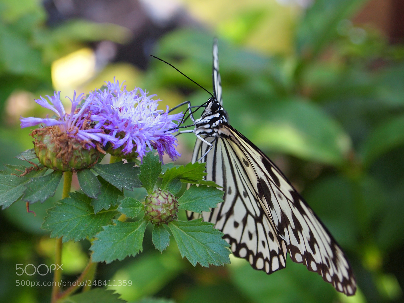 Olympus PEN E-PL1 sample photo. Natures photos photography