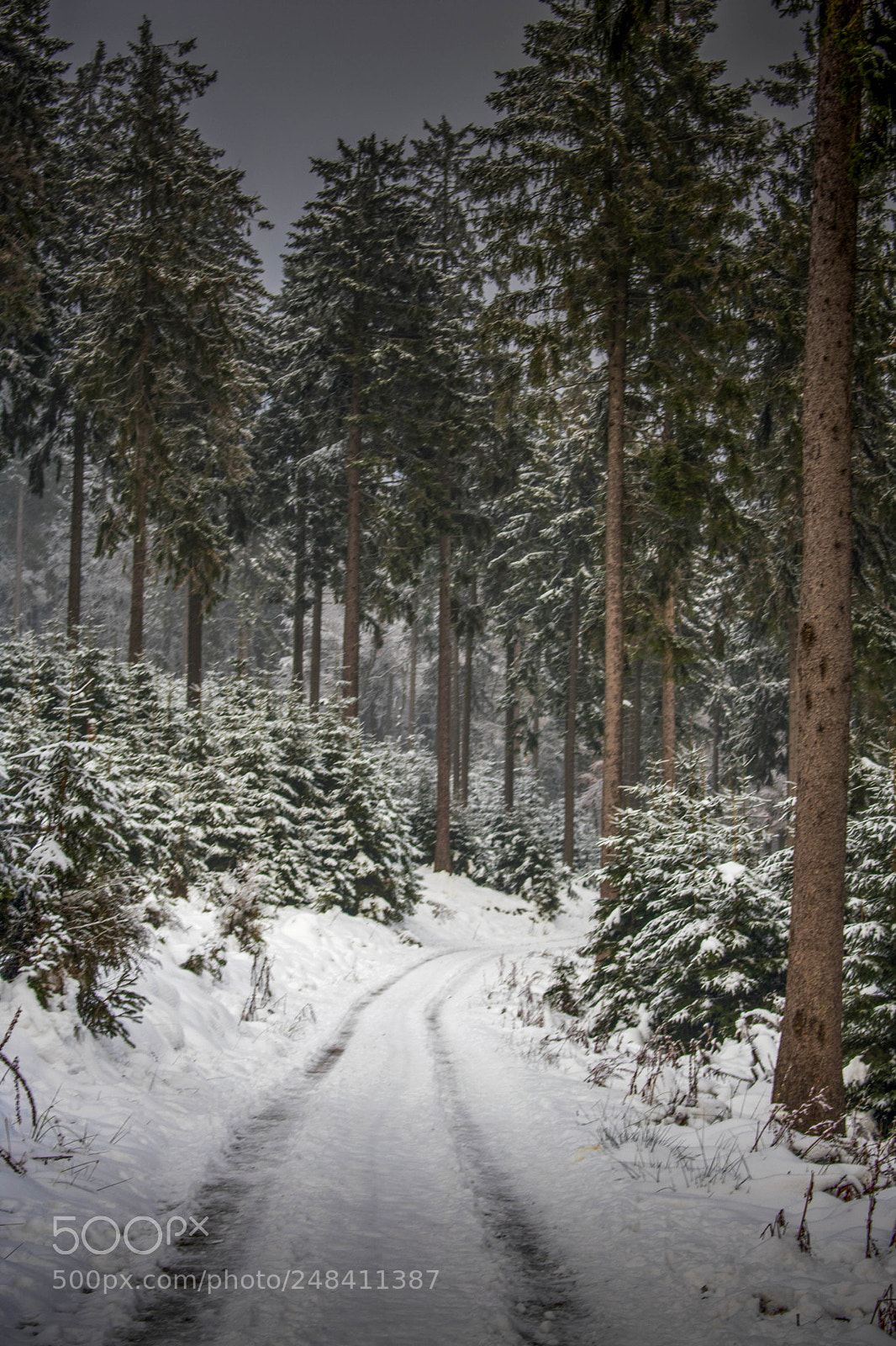 Canon EOS 750D (EOS Rebel T6i / EOS Kiss X8i) sample photo. Winter mood  photography