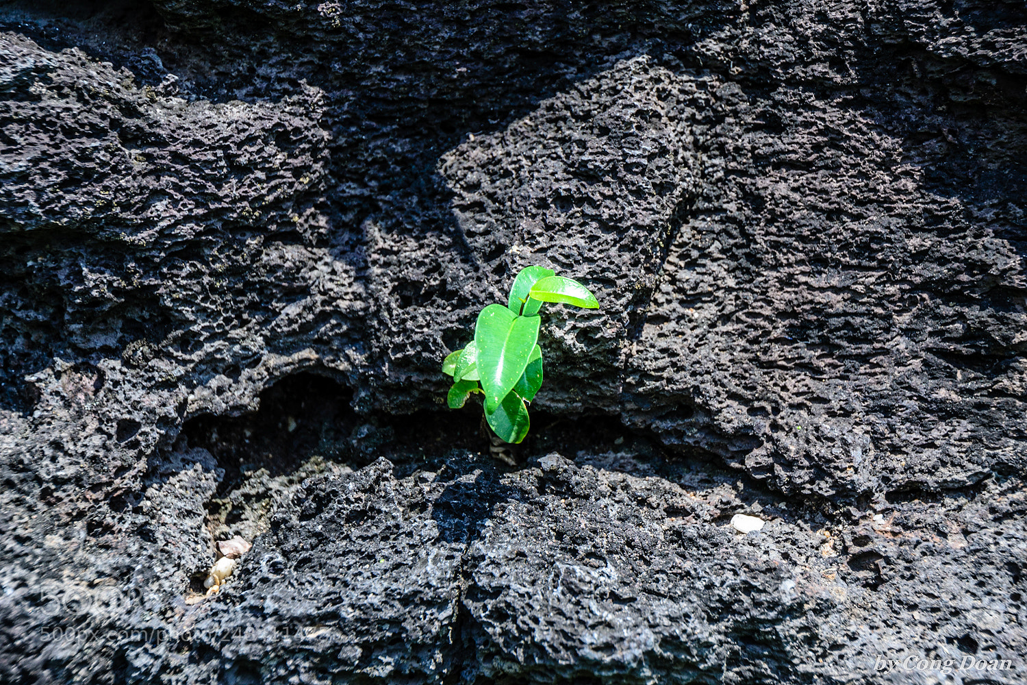 Nikon D3100 sample photo. Survival photography