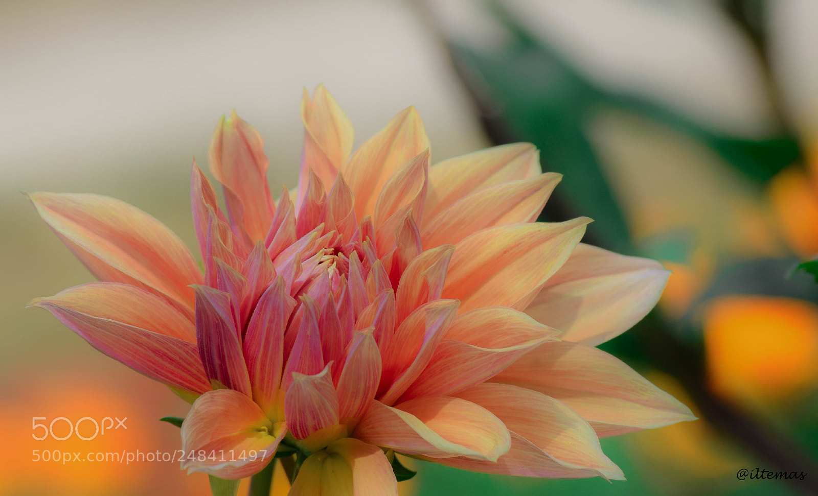 Nikon D5300 sample photo. Dahlia 3 photography