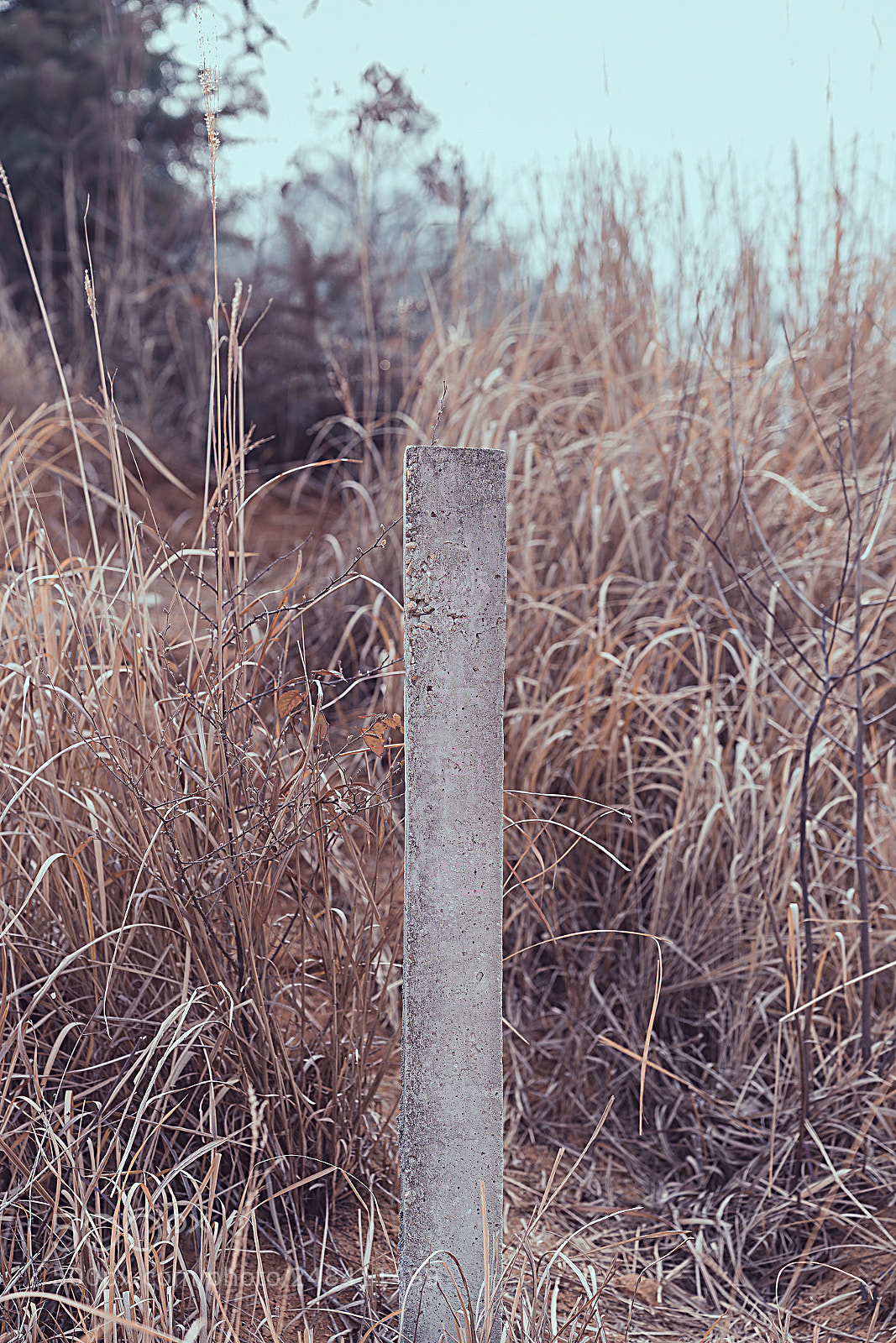 Sony a7R II sample photo. Dsc photography