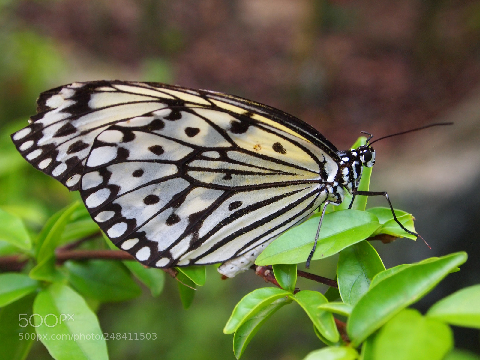 Olympus PEN E-PL1 sample photo. Natures photos photography