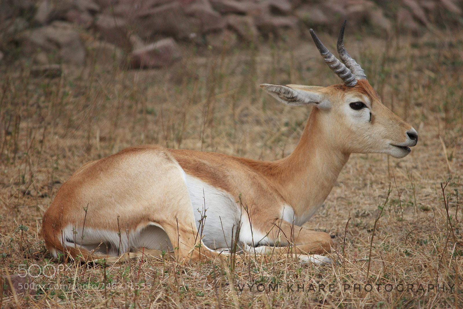 Canon EOS 600D (Rebel EOS T3i / EOS Kiss X5) sample photo. Deer photography