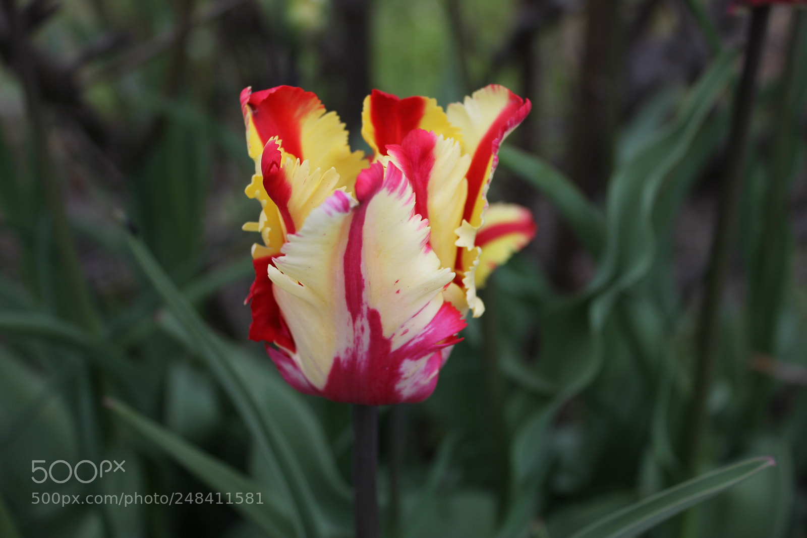 Canon EF-S 18-55mm F3.5-5.6 IS sample photo. Tulips edward's gardens, toronto photography