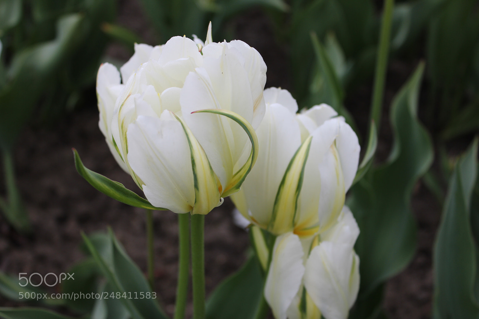 Canon EF-S 18-55mm F3.5-5.6 IS sample photo. Tulips edward's gardens, toronto photography