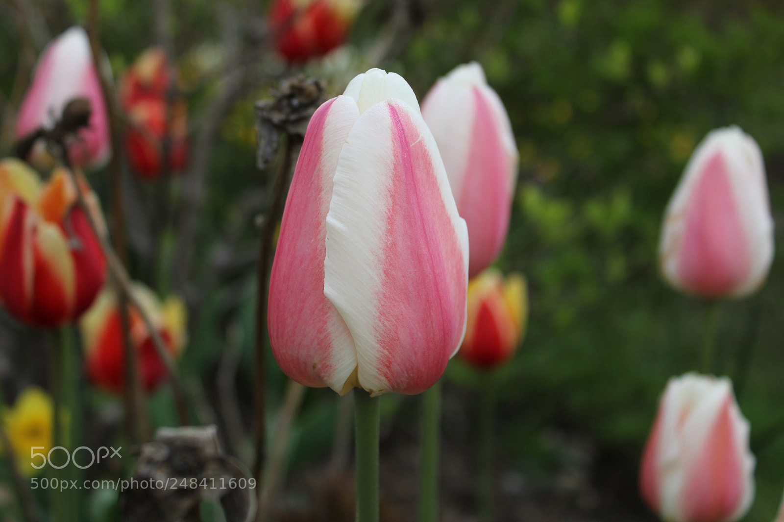 Canon EF-S 18-55mm F3.5-5.6 IS sample photo. Tulips edward's gardens, toronto photography
