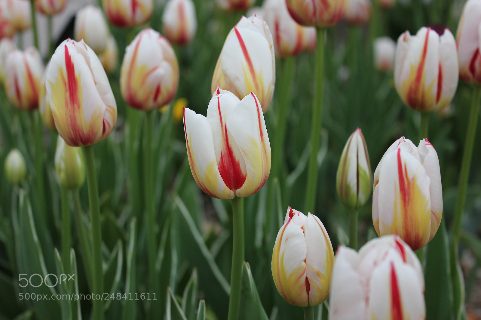 Canon EF-S 18-55mm F3.5-5.6 IS sample photo. Tulips edward's gardens, toronto photography