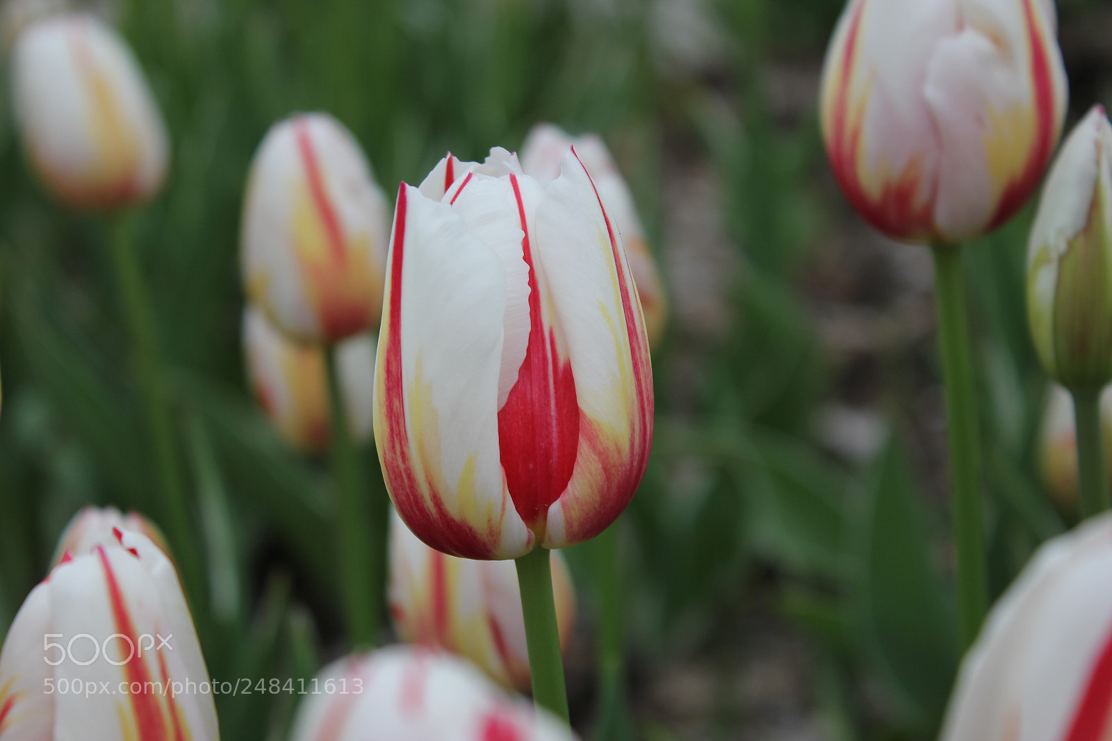 Canon EF-S 18-55mm F3.5-5.6 IS sample photo. Tulips edward's gardens, toronto photography