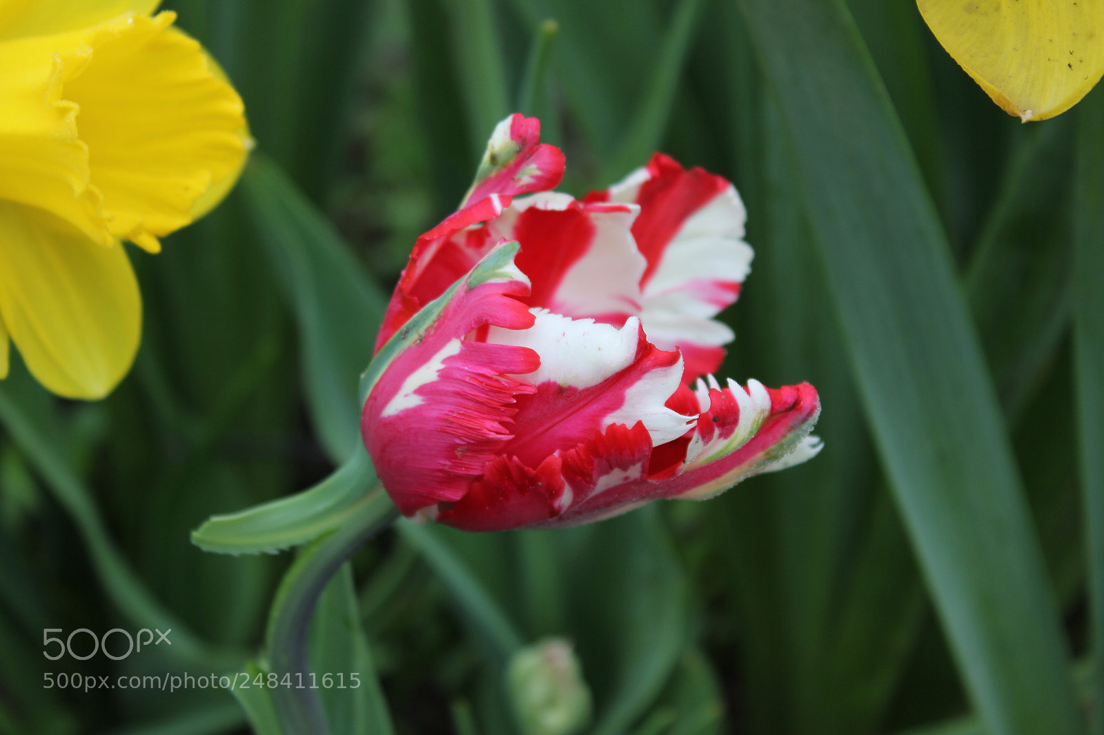 Canon EF-S 18-55mm F3.5-5.6 IS sample photo. Tulips edward's gardens, toronto photography