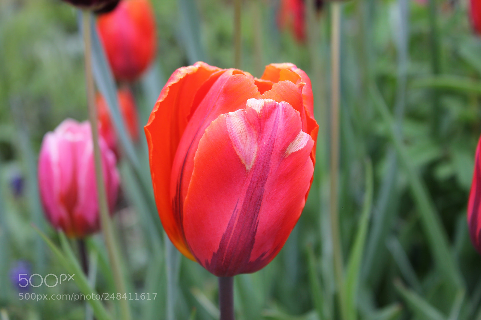Canon EF-S 18-55mm F3.5-5.6 IS sample photo. Tulips edward's gardens, toronto photography